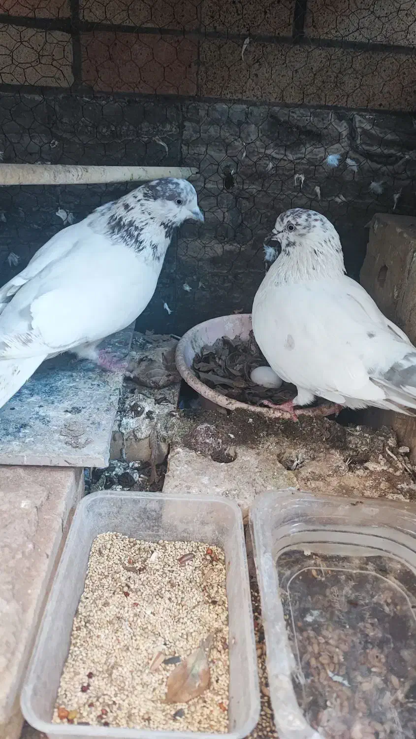 جفت نروماده عتیقه|حیوانات|یزد, |دیوار