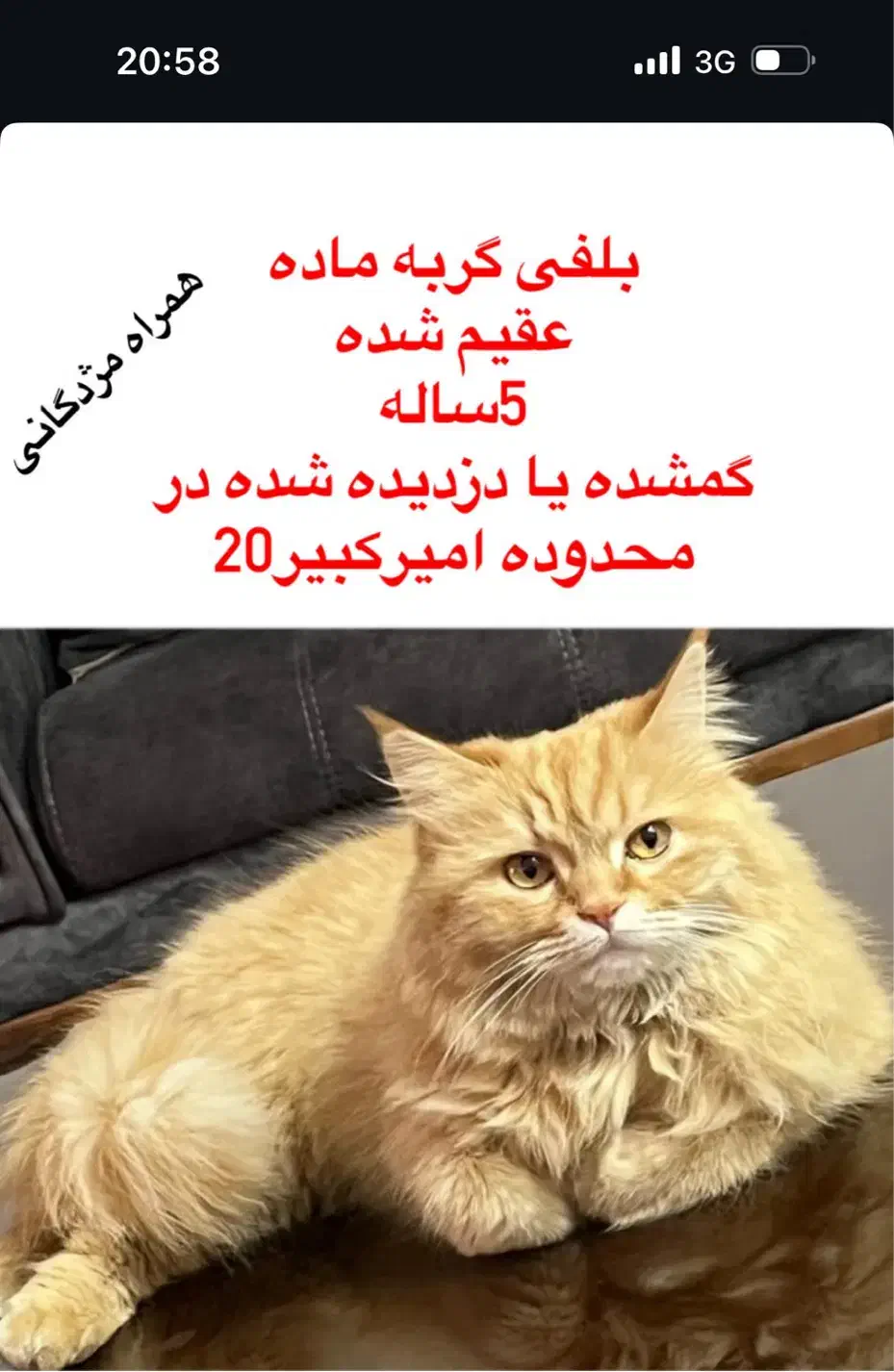 گربه گمشده|گربه|سبزوار, امیر کبیر|دیوار