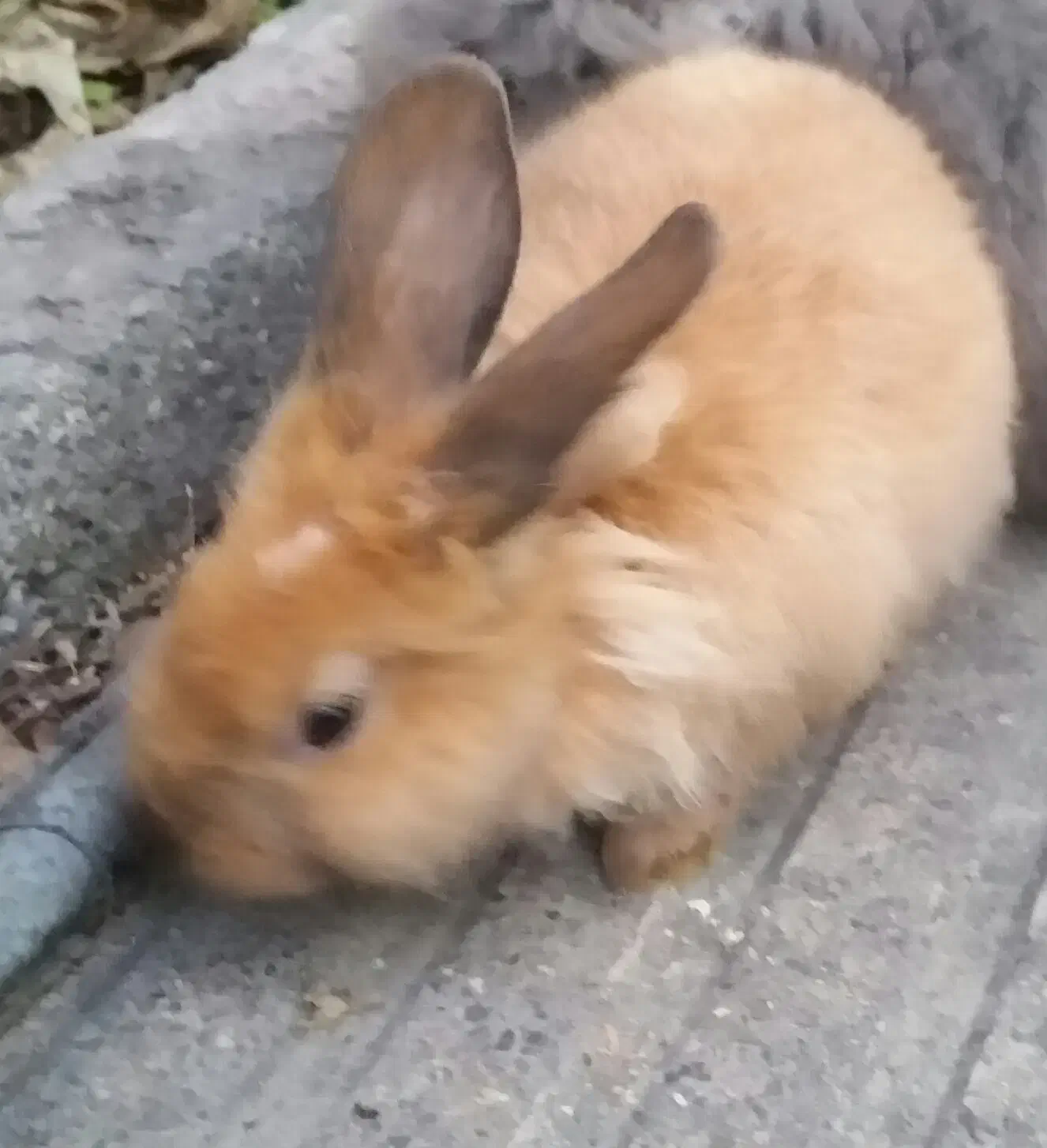 بچه خرگوش نر|موش و خرگوش|کردکوی, |دیوار