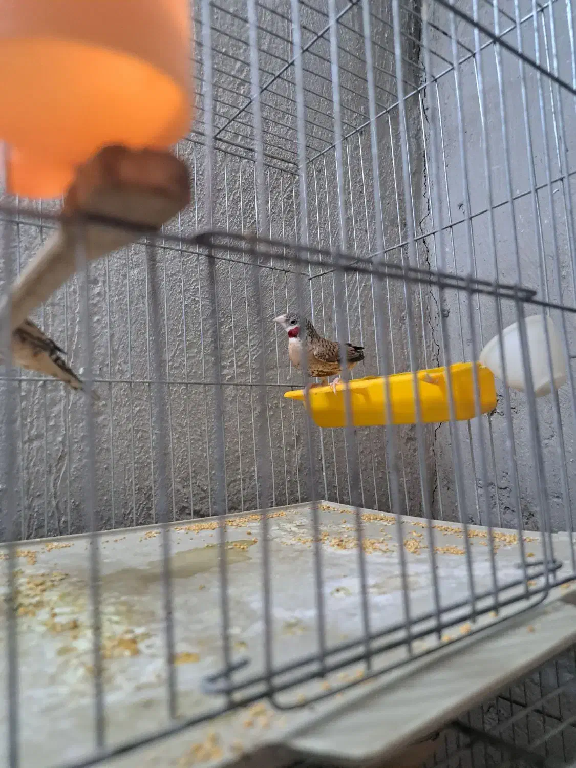 فنچ گلوبریده|پرنده|پاکدشت, پاکدشت (مامازند)|دیوار