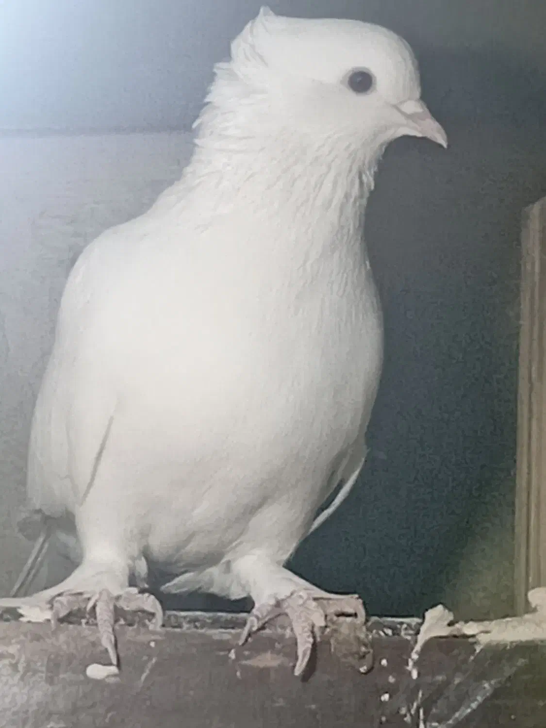 کبوتر|پرنده|محمدشهر, جعفرآباد|دیوار