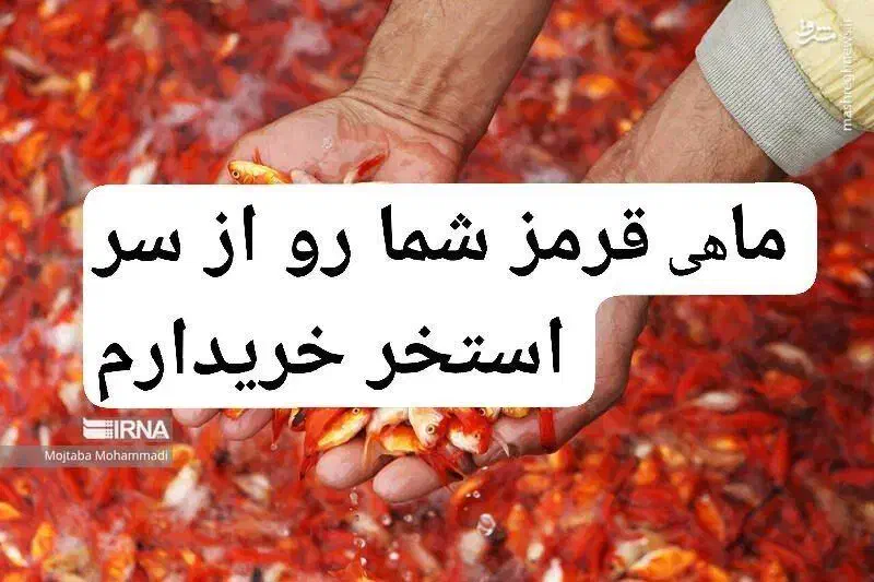 ماهی قرمز از سراستخر|ماهی|طرقبه, |دیوار