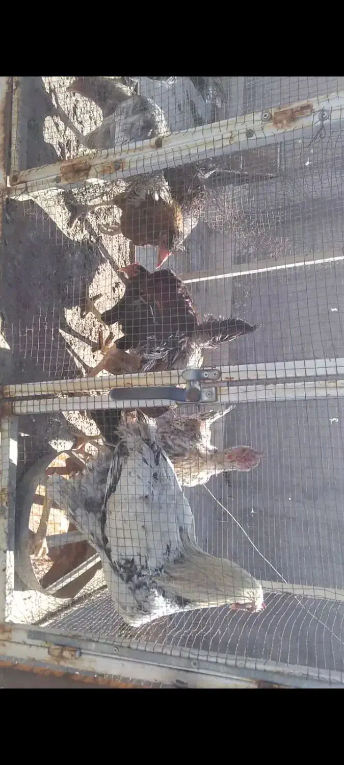 جوجه مرغ خروس|حیوانات مزرعه|رضویه, |دیوار