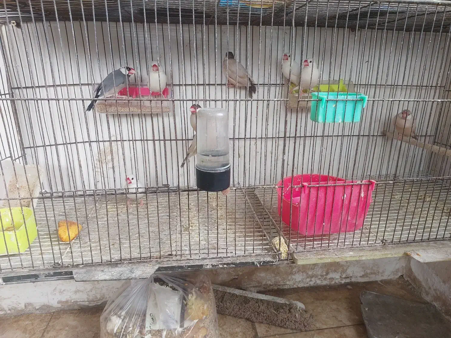 فنج نرگسی باتماس بگیرید|پرنده|مشهد, نوید|دیوار