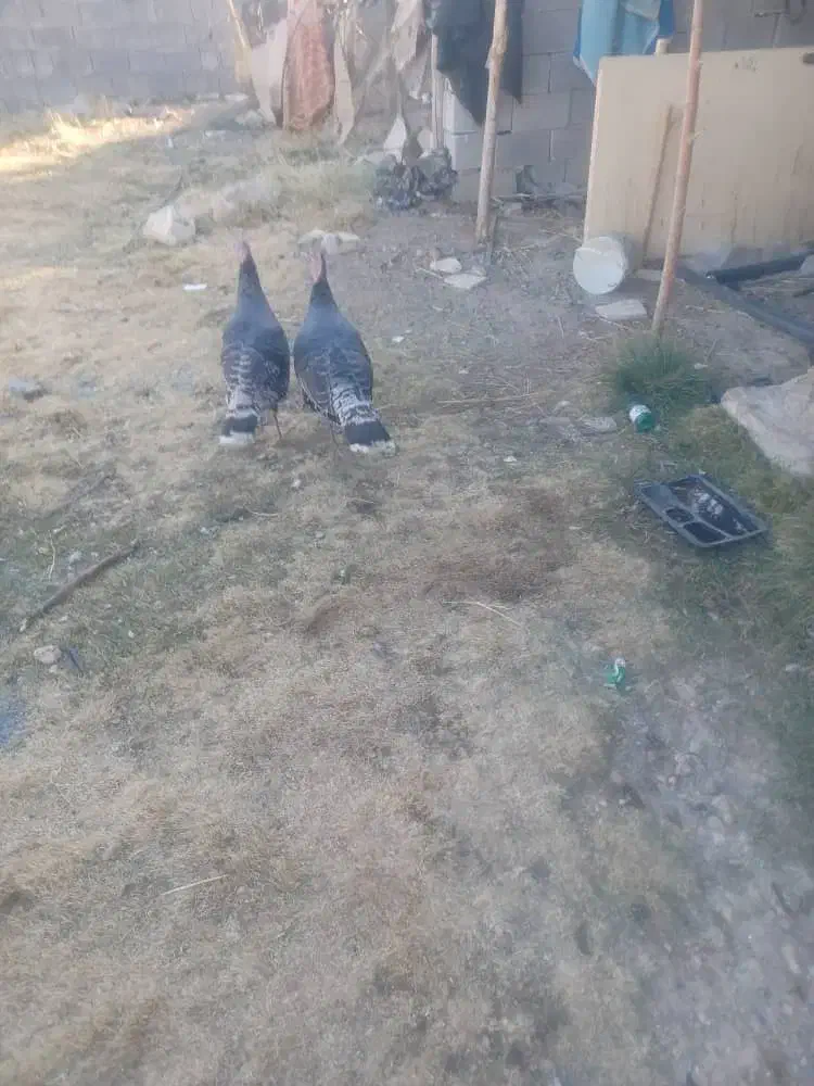 بوقلمون|حیوانات مزرعه|یاسوج, |دیوار