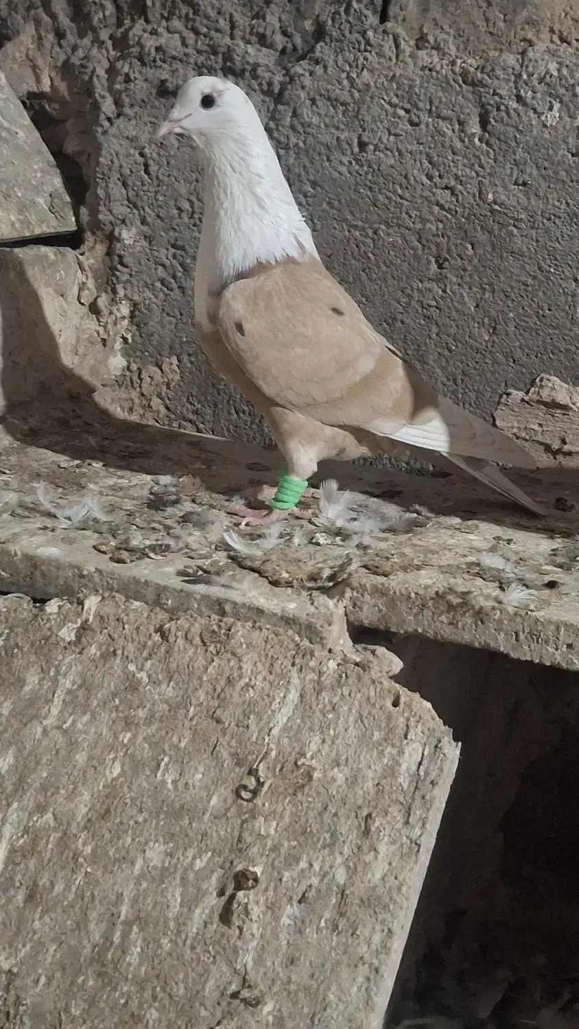 کلاغ نر|پرنده|نیشابور, مازول|دیوار