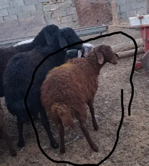 بره ماده هترو سه عدد|حیوانات مزرعه|جوین, |دیوار