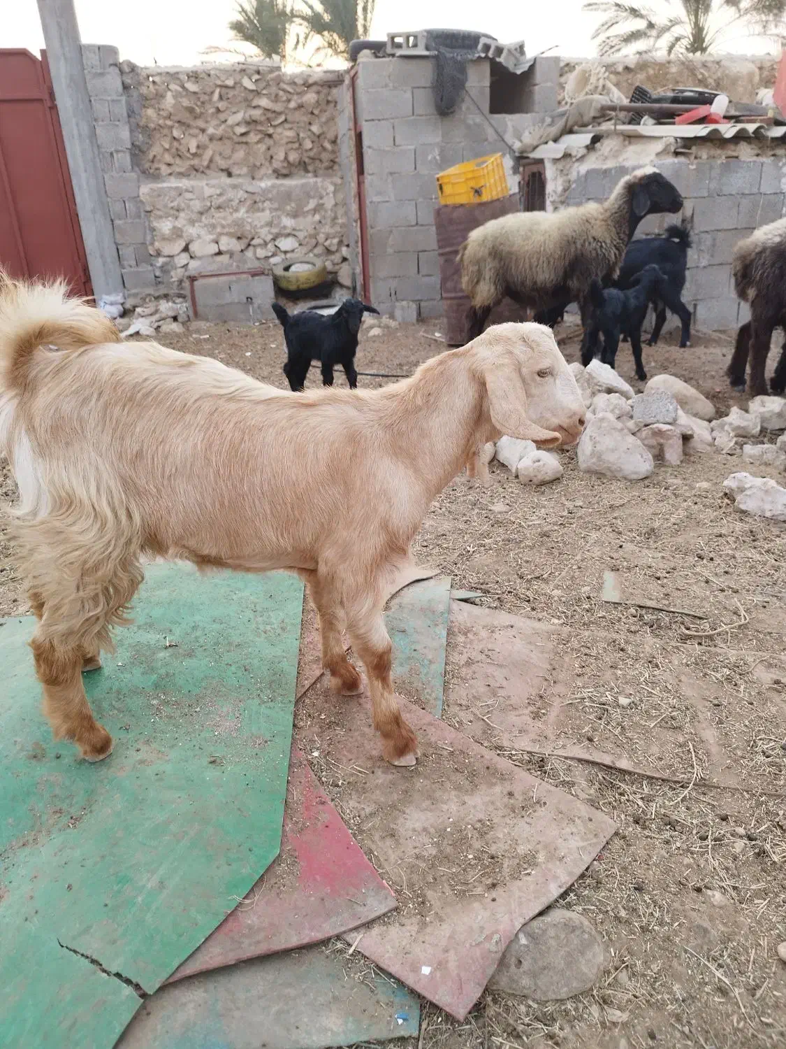 تیشتر عدانی هلی|حیوانات مزرعه|خورموج, |دیوار