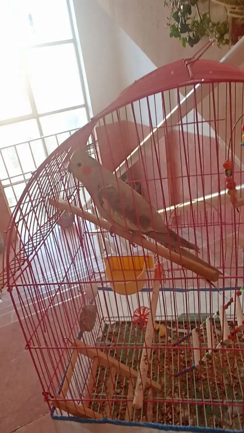 عروس هلندی اهلی آرام تربیت شده|پرنده|قروه, |دیوار