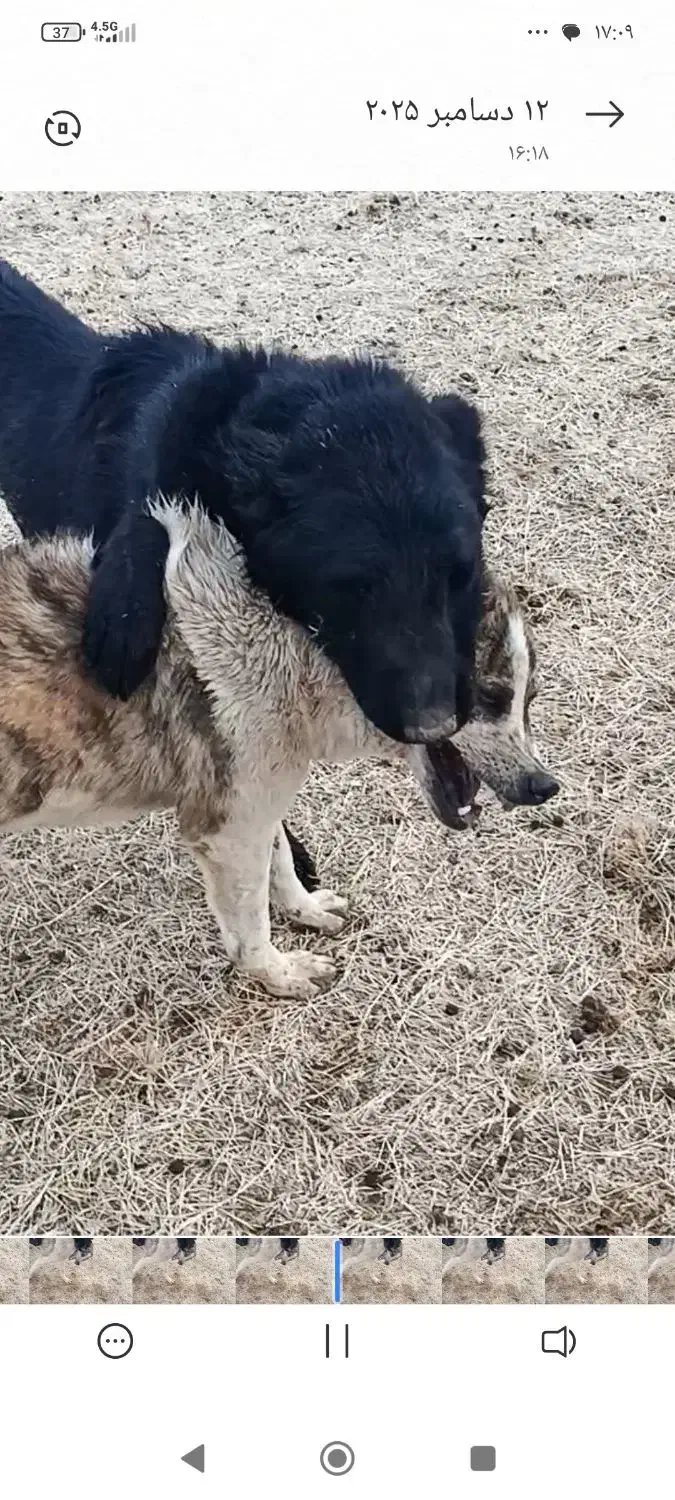 سگ قدرجونی|سگ|ماهیدشت, |دیوار