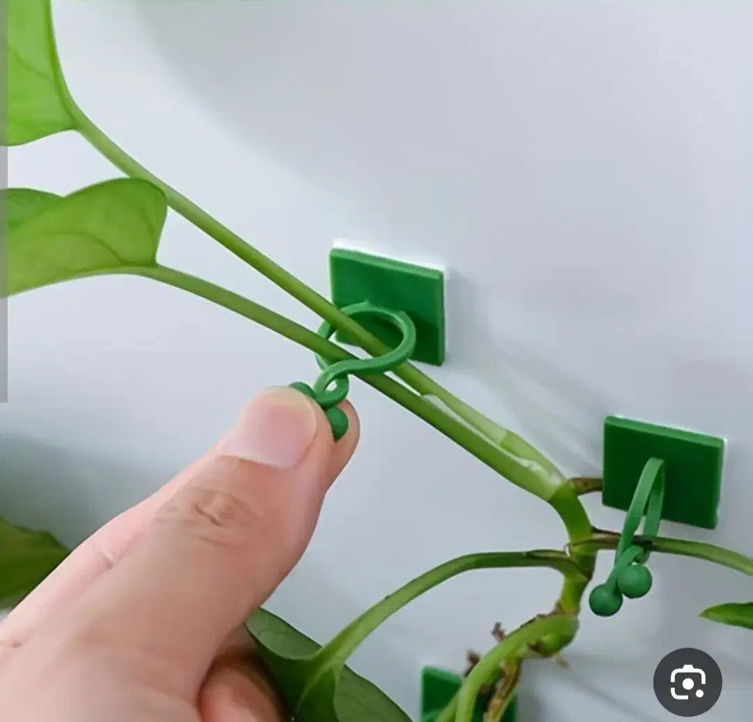 گیره نگهدارنده پتوس|گل و گیاه طبیعی|قم, ولیعصر|دیوار