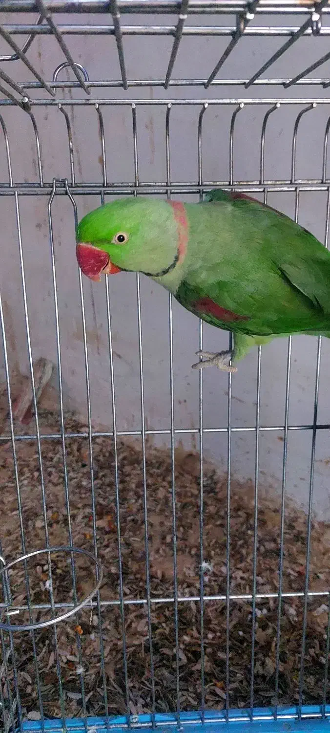 شاه طوطی نر و ماده|پرنده|بهشهر, |دیوار