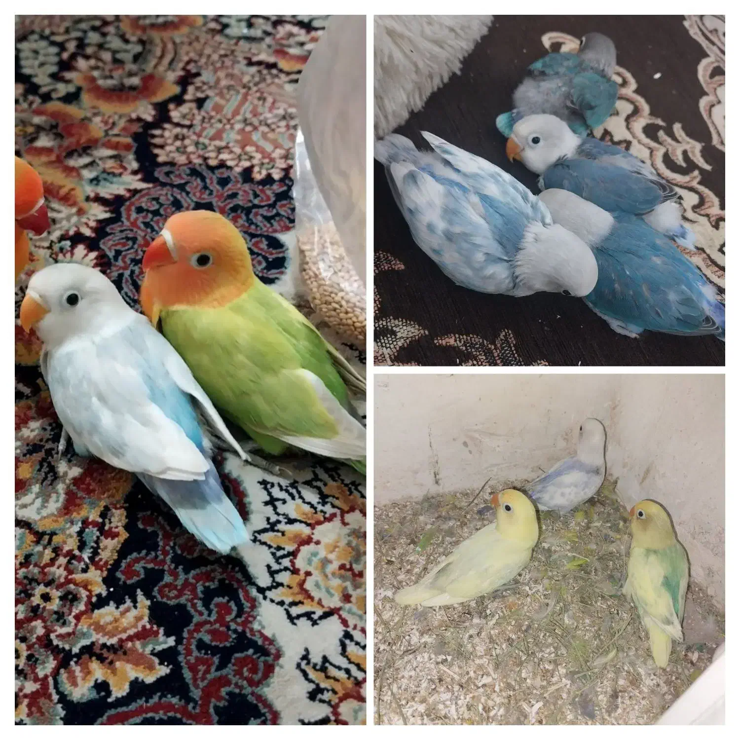 جوجه طوطی برزیلی|پرنده|تهران, جوادیه|دیوار