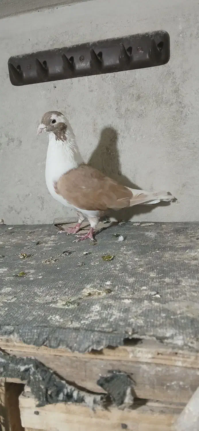 کفتر نر شیرازی|پرنده|دلیجان, |دیوار