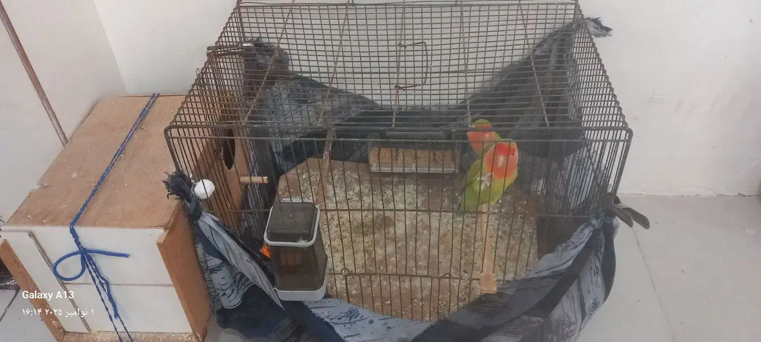 کوتوله|پرنده|طبس, |دیوار