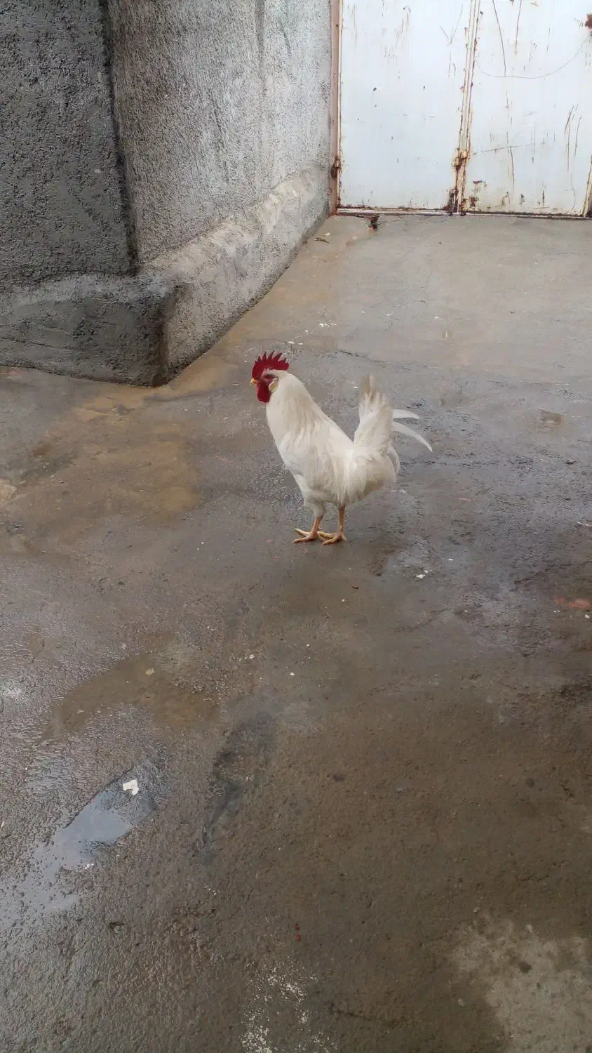 خروس ماشینی|حیوانات مزرعه|کامیاران, |دیوار