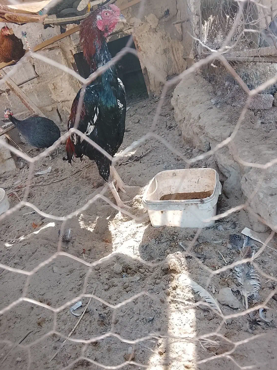 خروس|حیوانات مزرعه|هامون, |دیوار