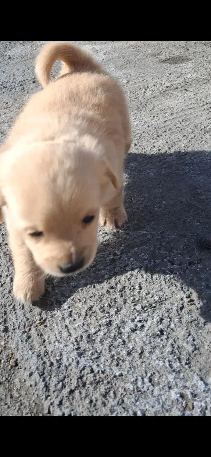 واگذاریه سگ|سگ|بروجرد, |دیوار