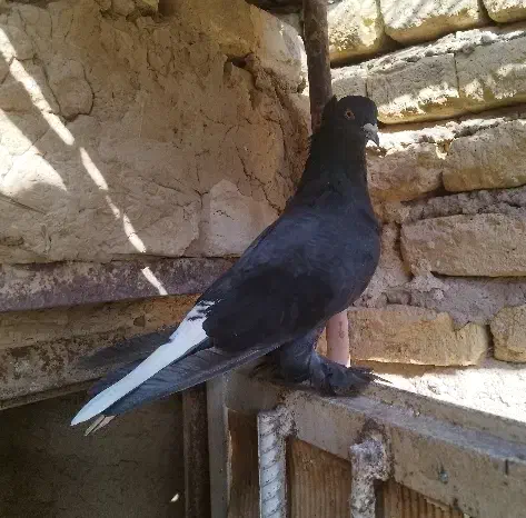 سیاه دم سفید نر|پرنده|فسا, |دیوار