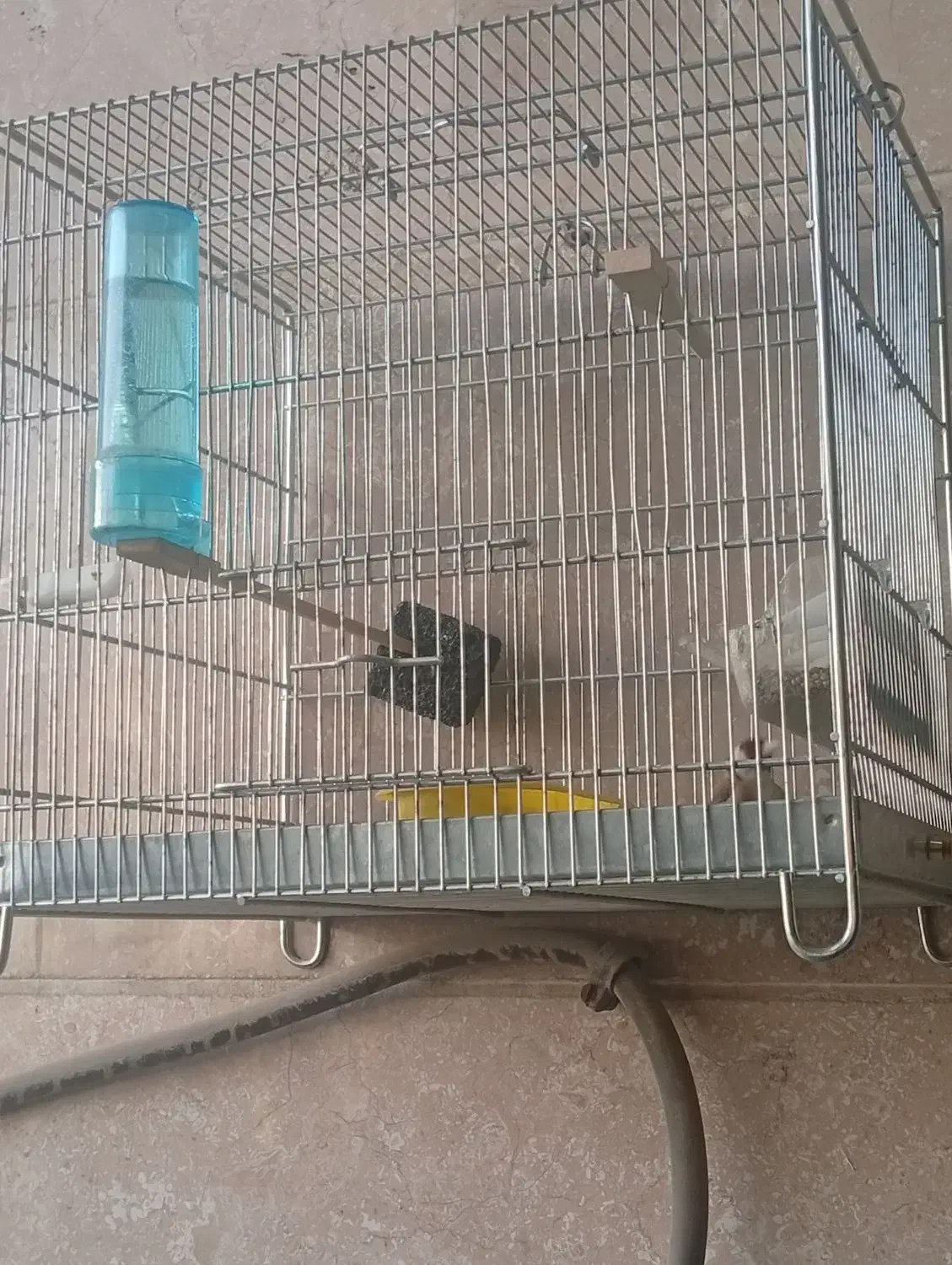 سهره|پرنده|گلستان (تهران), |دیوار