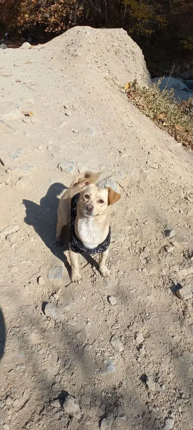 صگ گمشده|حیوانات|بومهن, |دیوار