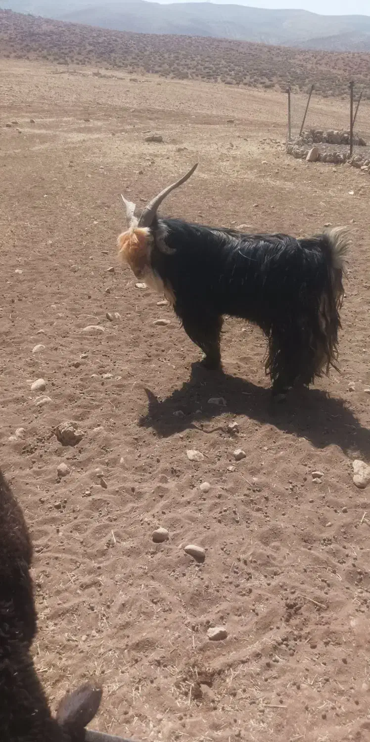 کسی خواست زنگ بزنه|حیوانات مزرعه|ایذه, |دیوار