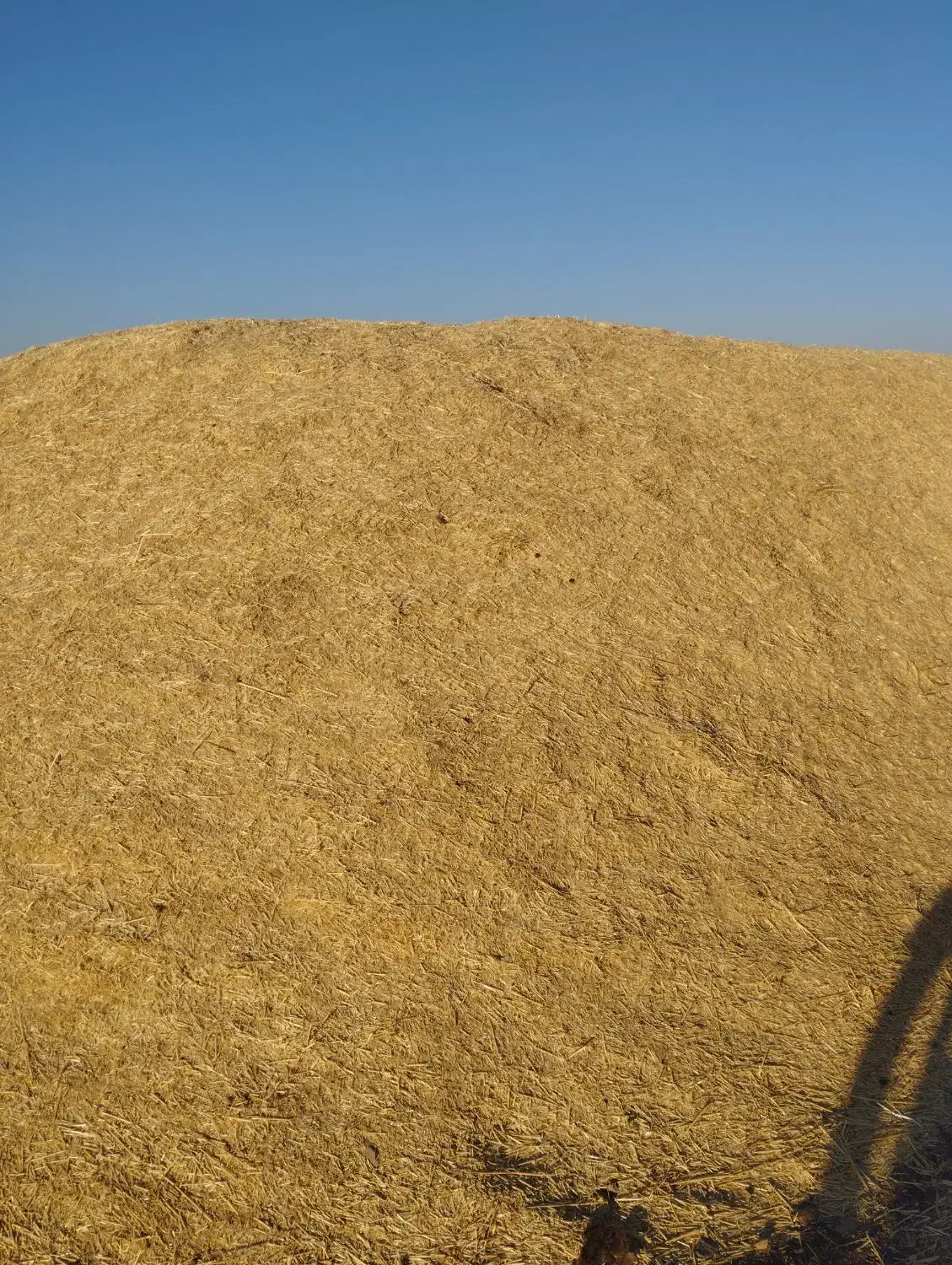 با سلام حدوده 20تن کاه دیم کمپاین|حیوانات مزرعه|دهگلان, |دیوار