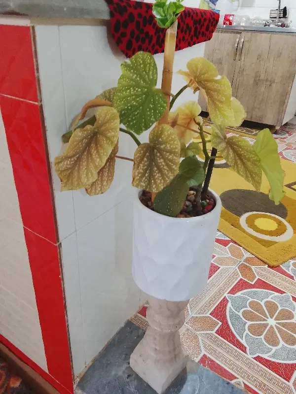 گل خانگی|گل و گیاه طبیعی|جلفا, |دیوار