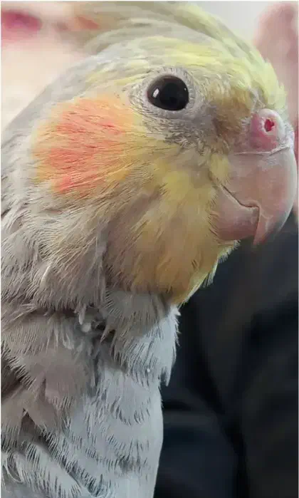 عروس هلندی نر به زمانت|پرنده|تربت‌حیدریه, کوی شهید احمدزاده ملکی|دیوار