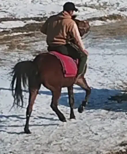 اسب کوردی|اسب و تجهیزات اسب‌سواری|سیلوانه, |دیوار