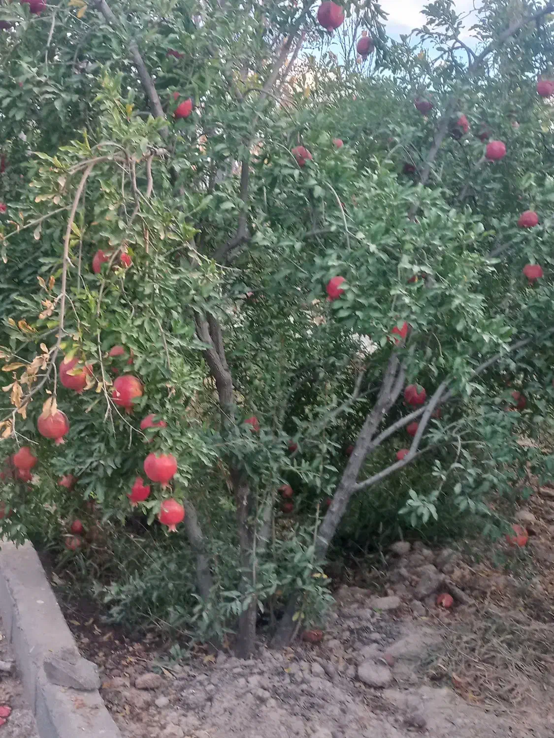 فروش   باغچه  ۵۴۰متر با ۲۲ دقیقه  آب موتور اولسجرد|فروش زمین و ملک کلنگی|ساوه, |دیوار