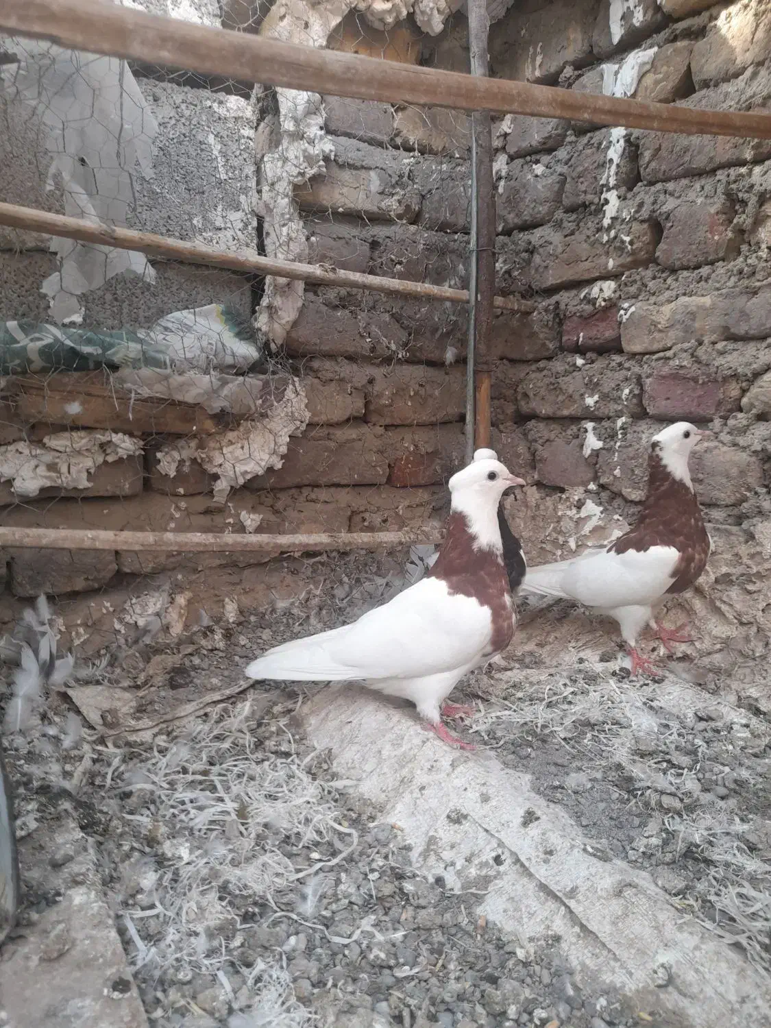 فروش چن عدد طوقی|پرنده|جیرفت, |دیوار