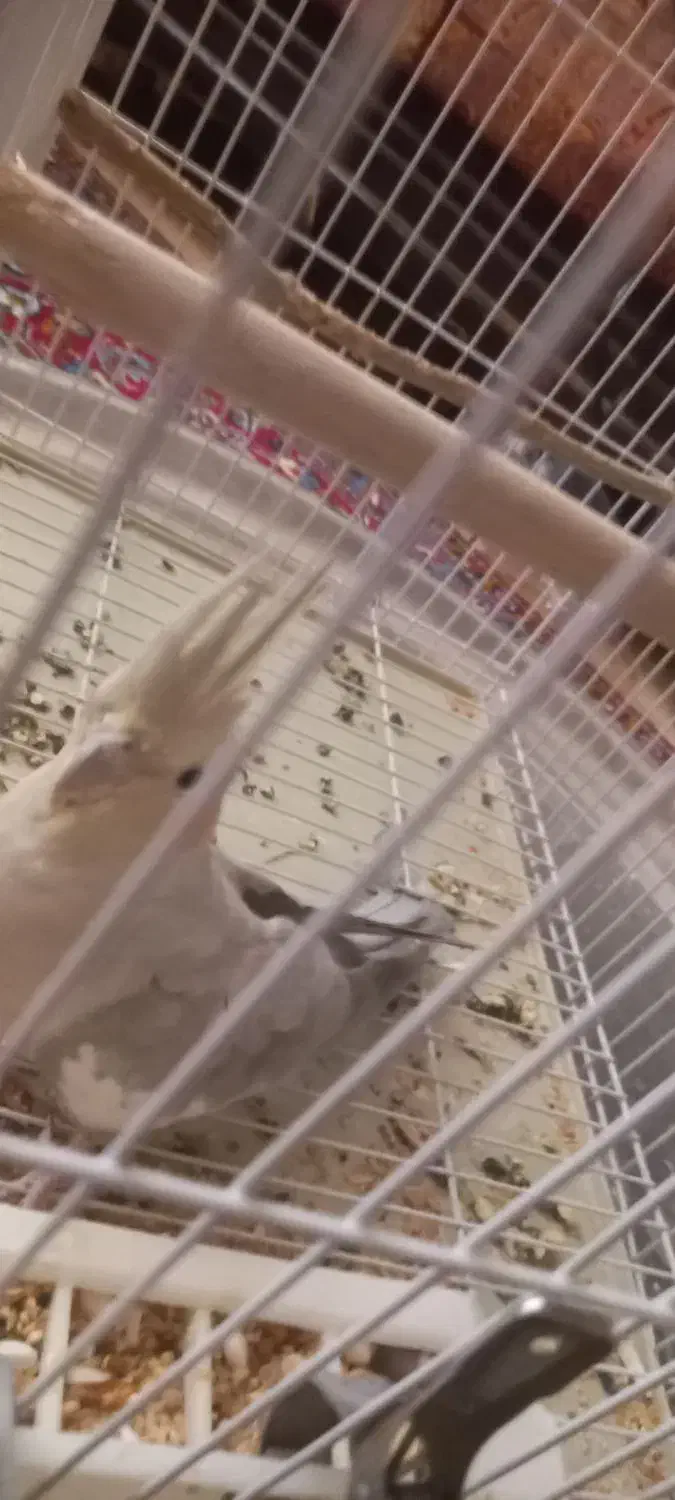 عروس هلندی|پرنده|کرج, شهرک فهمیده|دیوار