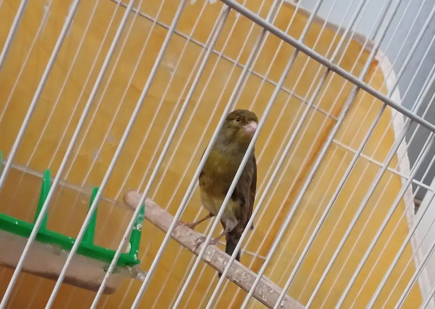 قناری نر|پرنده|مشهد, نوید|دیوار