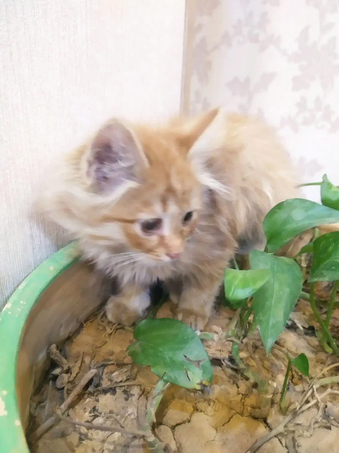 واگذاری گربه|گربه|شیراز, رازی|دیوار