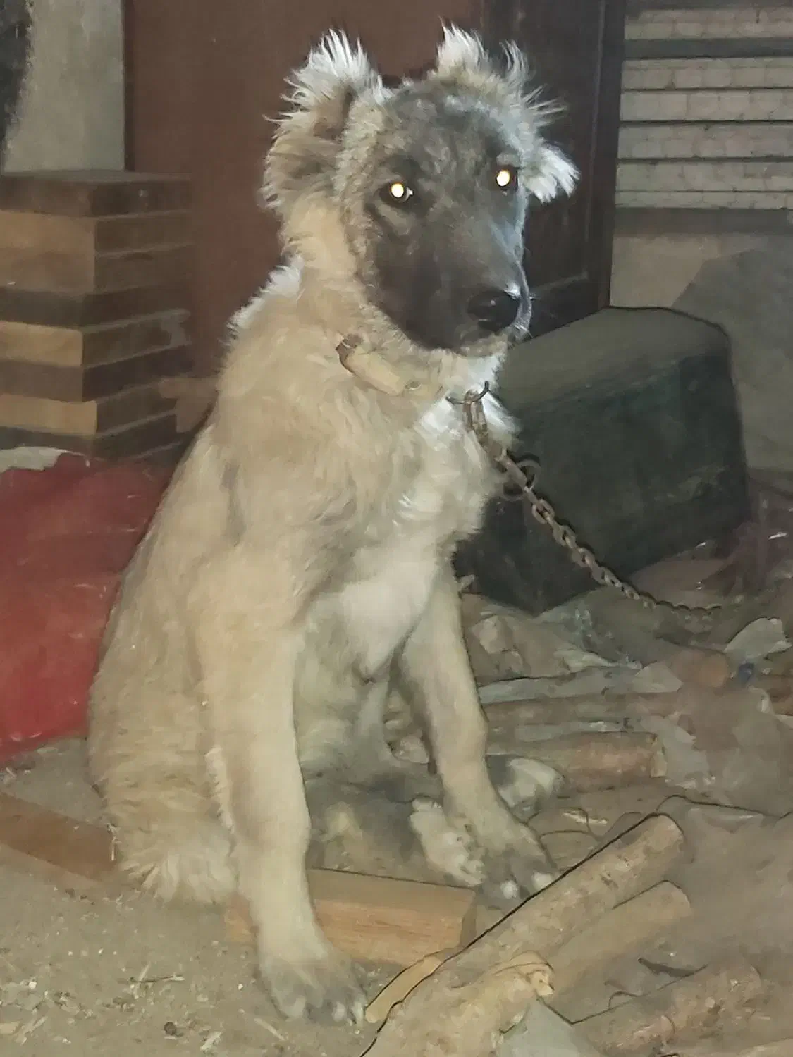 واگذاری سگ کانگال|سگ|شریفآباد, |دیوار