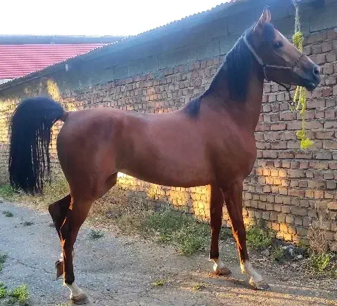 اسب مادیان ۳ سال|اسب و تجهیزات اسبسواری|تهران, جوادیه|دیوار