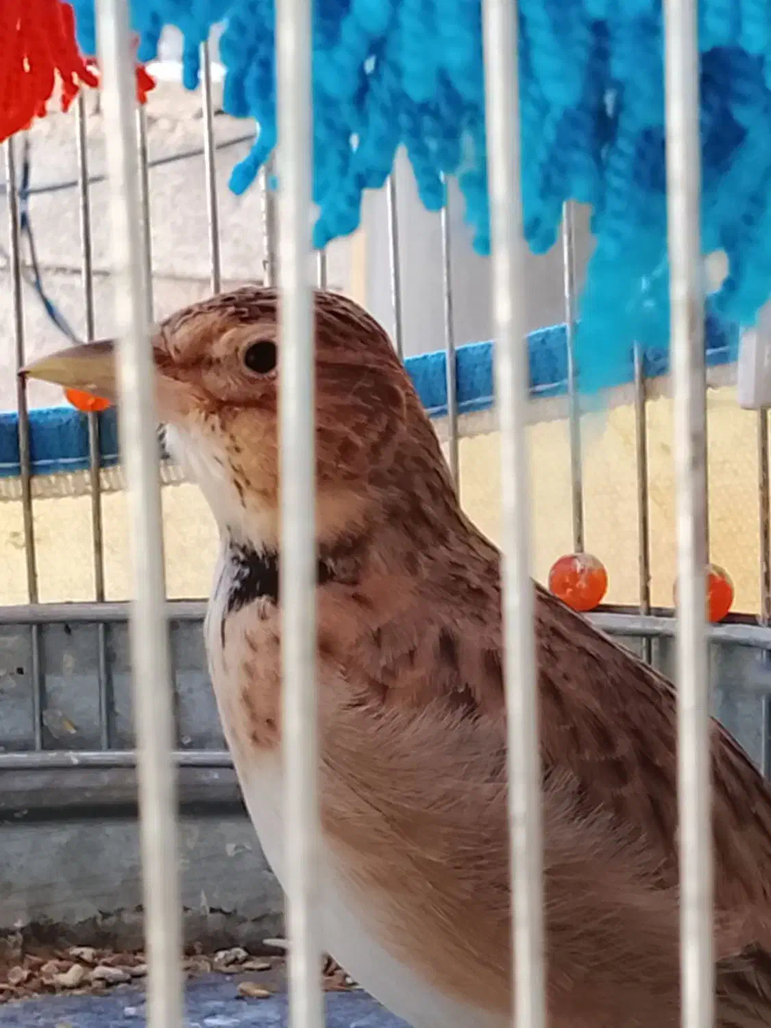 سهره خاکی|پرنده|خورموج, |دیوار