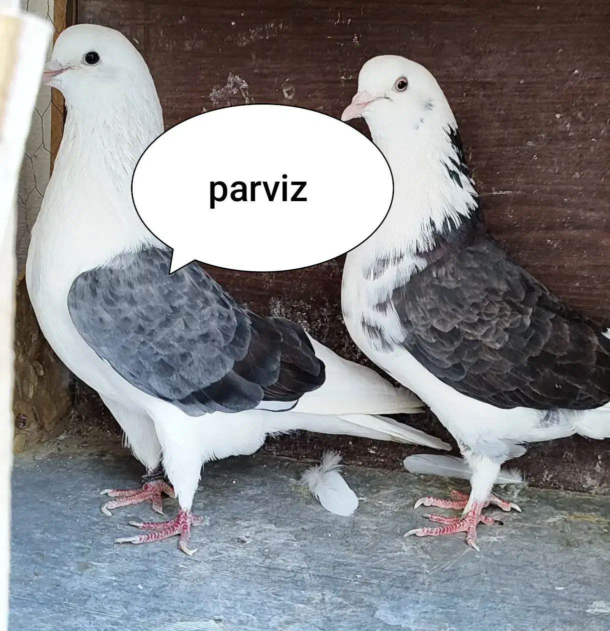 کبوتر پرشی|پرنده|تهران, جوادیه|دیوار