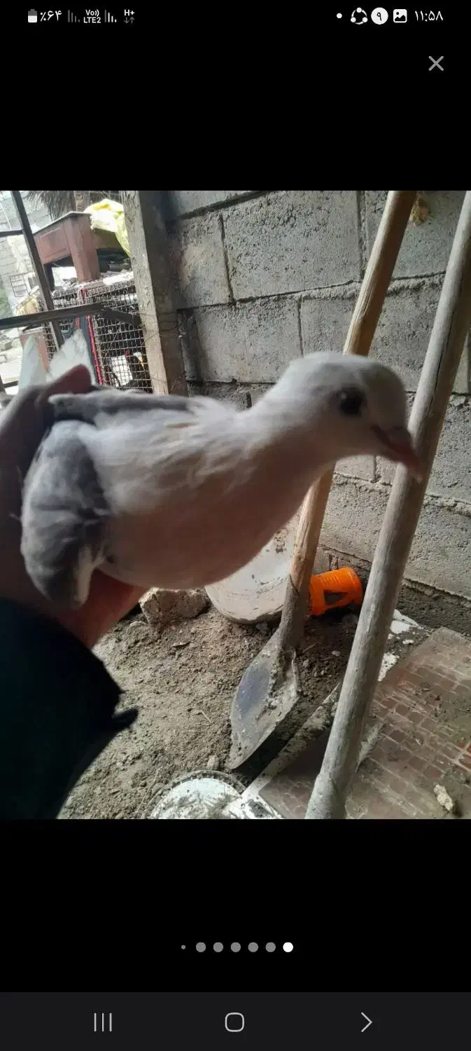 کبوتر فروشی|پرنده|میناب, |دیوار