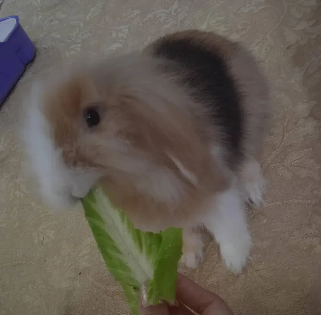 واگذاری خرگوش|موش و خرگوش|هشتگرد, فاز ۲ مهستان|دیوار