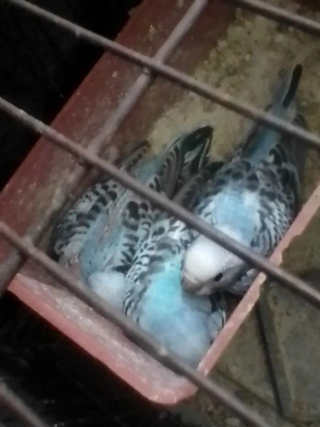 مرغ عشق مولد|پرنده|بندر ماهشهر, |دیوار