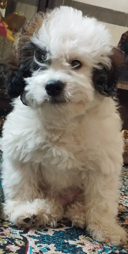 سگ اشپیتزتریرماده|سگ|کرمان, |دیوار