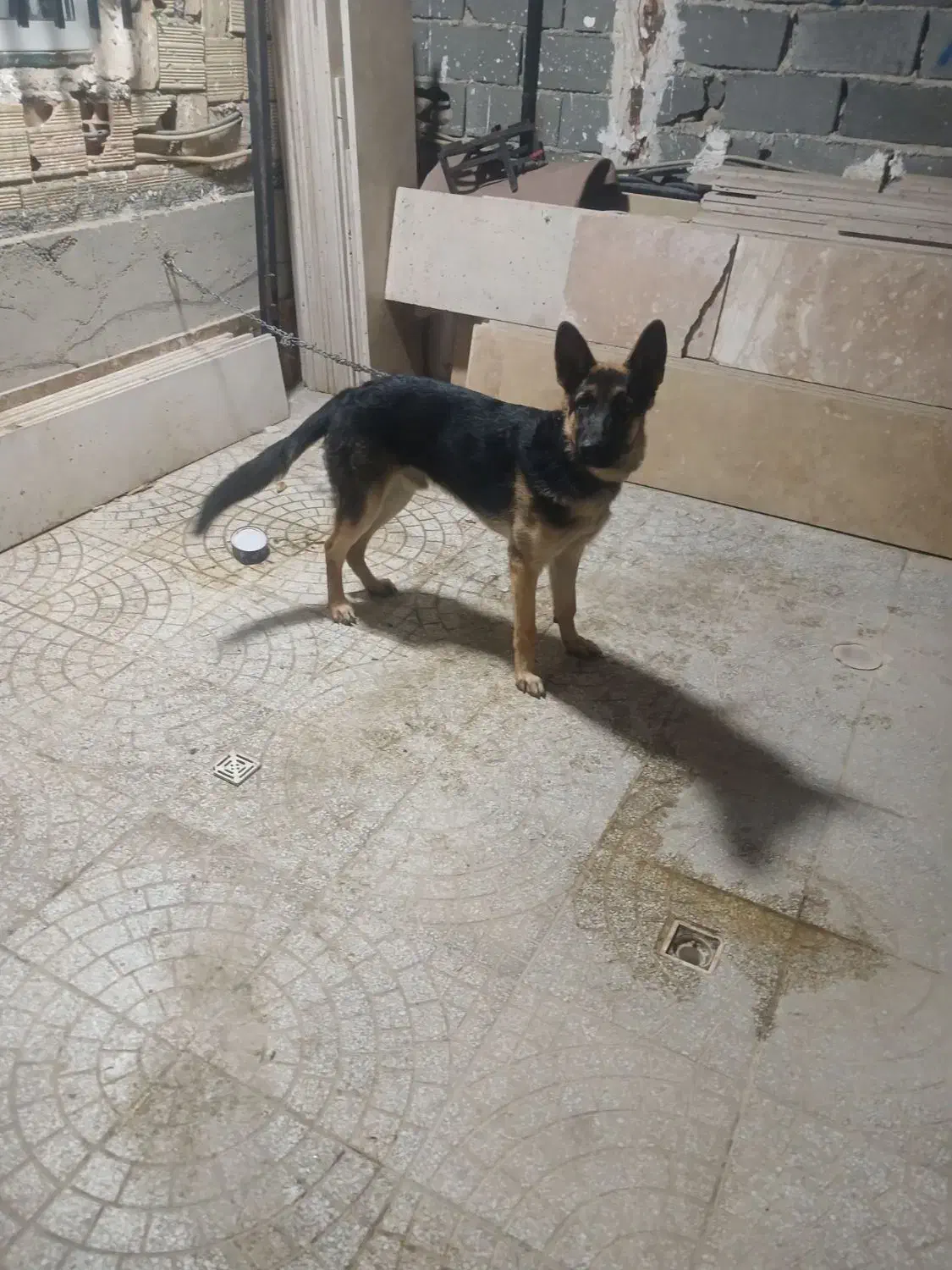 سگ ژرمن شپرد اصلی|سگ|کرج, اخگرآباد|دیوار