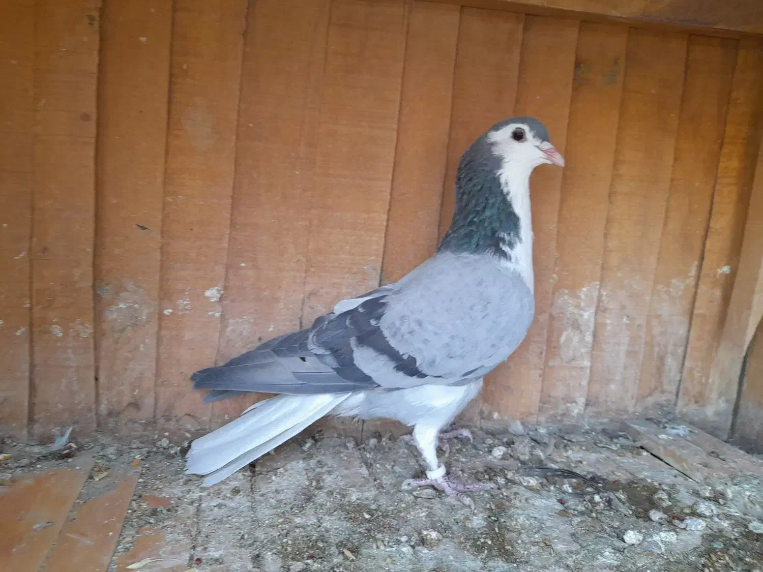 کبوتر پرشی و کوتوله برزیلی|پرنده|اصفهان, کوی امیریه|دیوار