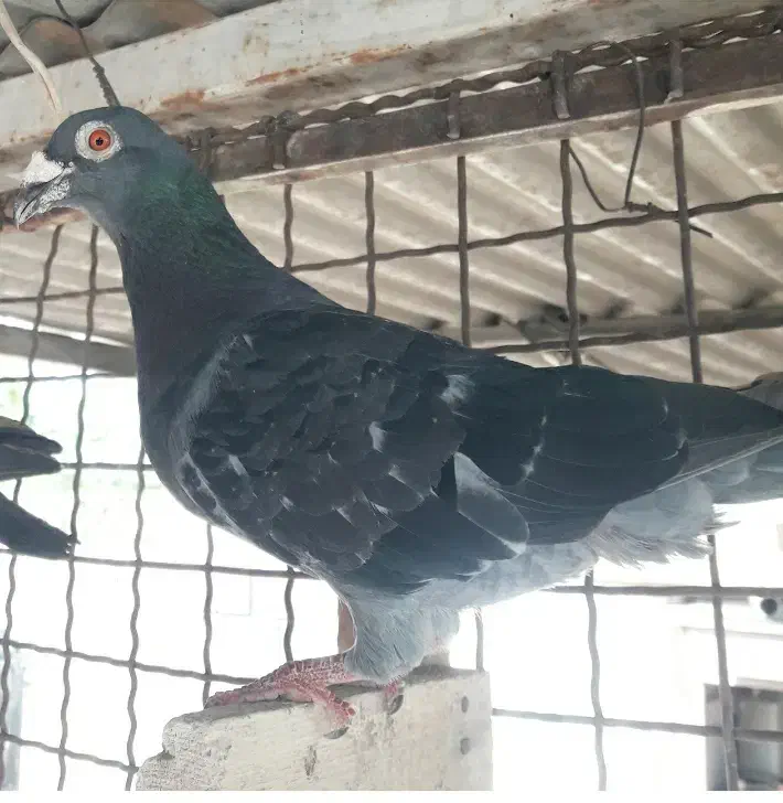 پلاکی|پرنده|لردگان, |دیوار