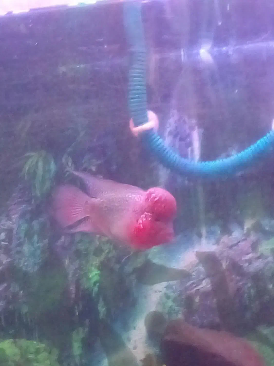 فلاور|ماهی|شیراز, کوشک میدان|دیوار