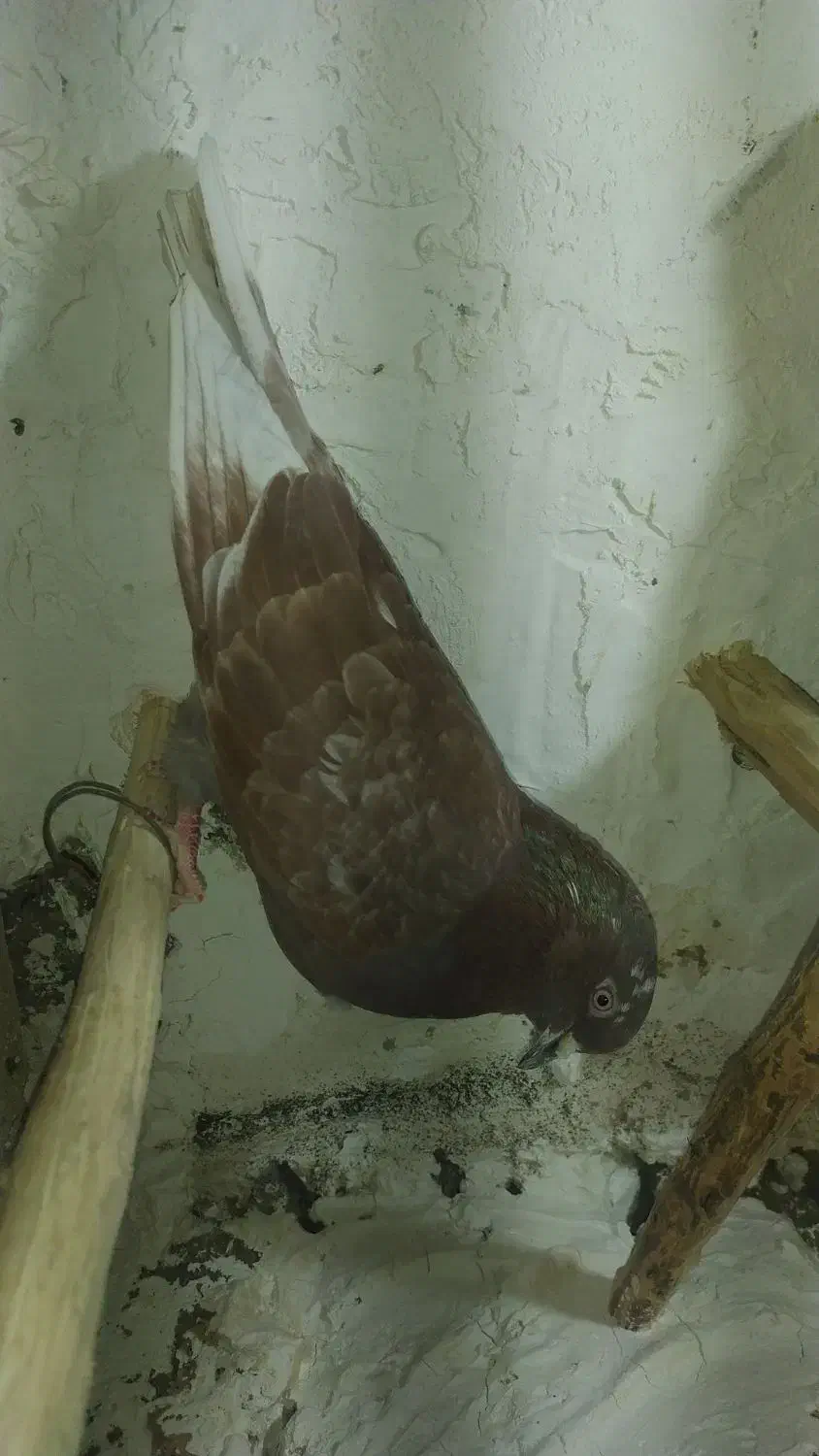 پرنده|پرنده|ملایر, |دیوار