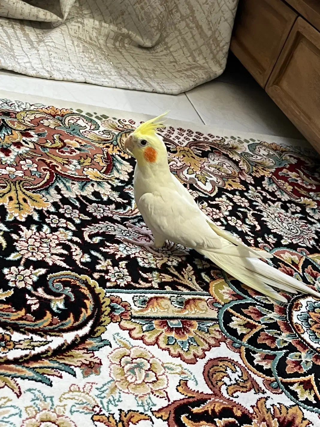 عروس هلندی|پرنده|اسلام‌شهر, شهرک مهدیه|دیوار