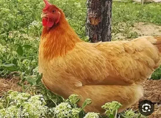 مرغ محلیم گمشده|حیوانات|شیراز, شهرک گلها|دیوار